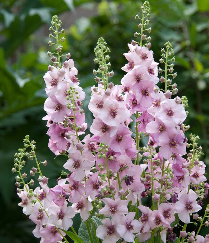 Verbascum 'Jackie in Pink' (Mullein)