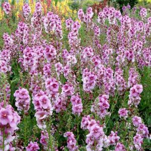 Verbascum 'Lavender Lass', Lavender Lass Mullein, Lavender flowers,  Purple Flowers, Architectural plants, Vertical Plants, Deer Tolerant perennials,
