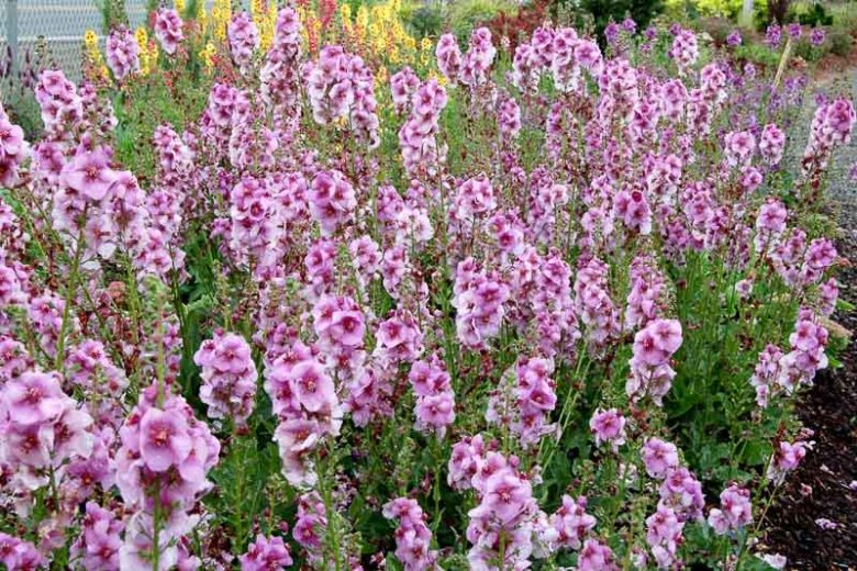 Verbascum 'Lavender Lass', Lavender Lass Mullein, Lavender flowers,  Purple Flowers, Architectural plants, Vertical Plants, Deer Tolerant perennials,