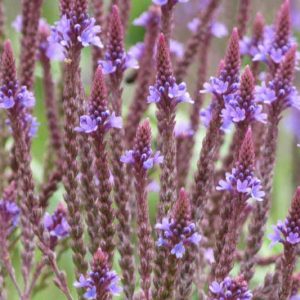 Verbena hastata, American Blue Vervain, American Simpler's Joy, Blue Vervain, Ironweed, Wild Hyssop, Purple summer flowers, Drought Tolerant plant