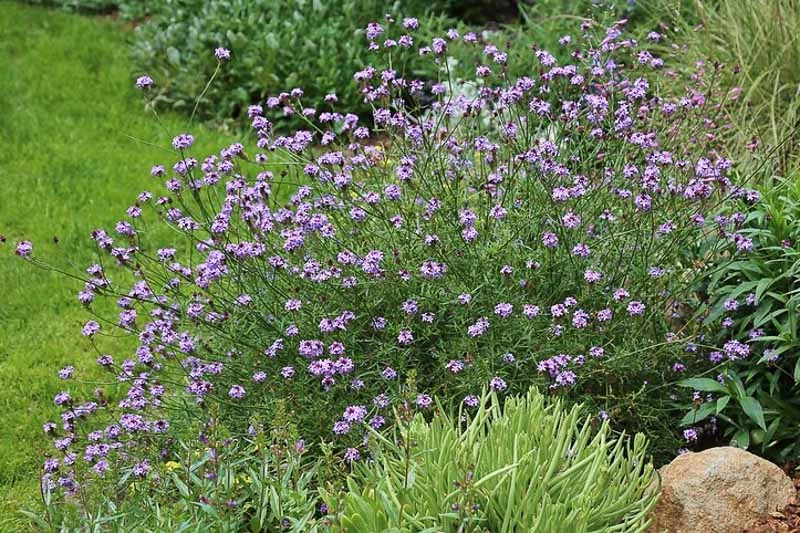 Verbena lilacina 'De La Mina' (Cedros Island Verbena)