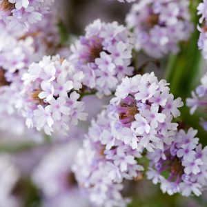 Verbena rigida f. lilacina 'Polaris', Slender Vervain Polaris, Verbena Polaris, Purple summer flowers, Lavender flowers, Drought Tolerant plant