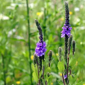 Verbena stricta, Hoary Vervain, Hoary Verbena, Tall Vervain, Woolly Verbena, Purple summer flowers, Drought Tolerant plant