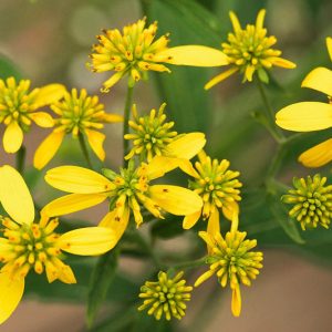 Verbesina alternifolia, Wingstem, Yellow Ironweed, Actinomeris alternifolia, Ridan alternifolia, Yellow Flowers, Yellow Perennials