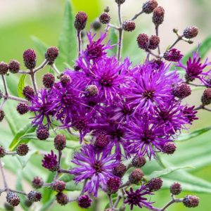 Vernonia angustifolia, Tall Ironweed, Narrowleaf Ironweed, Purple Flowers, Purple Perennials