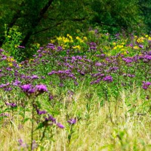 Vernonia baldwinii, Western Ironweed, Baldwin's Ironweed, Ironweed, Purple Flowers, Purple Perennials