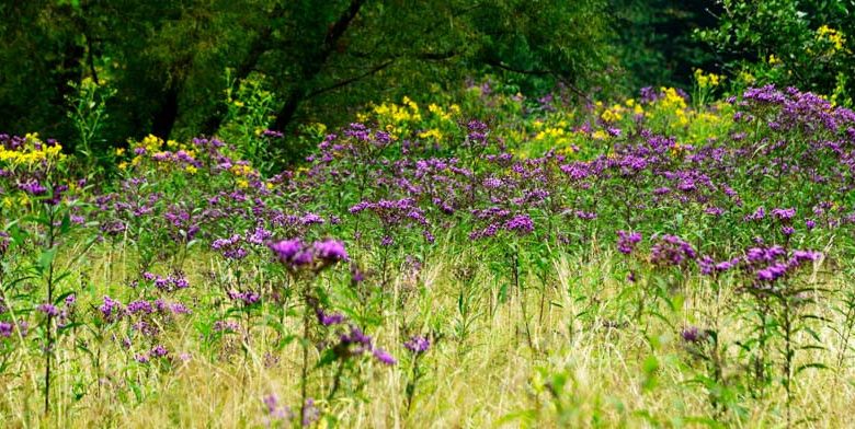Vernonia baldwinii, Western Ironweed, Baldwin's Ironweed, Ironweed, Purple Flowers, Purple Perennials