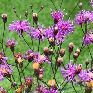 Vernonia fasciculata, Prairie Ironweed, Common Ironweed, Purple Flowers, Purple Perennials, Butterfly Plants, Pollinators Plants