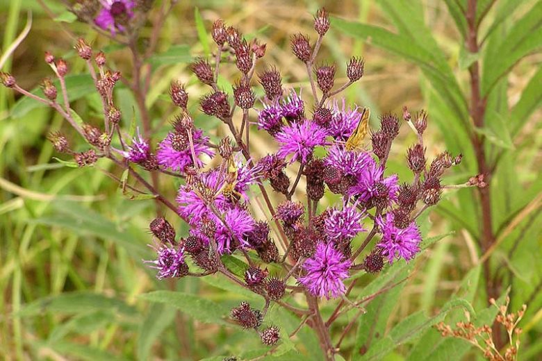 Vernonia missurica, Missouri Ironweed, Vernonia aborigina, Purple Flowers, Purple Perennials