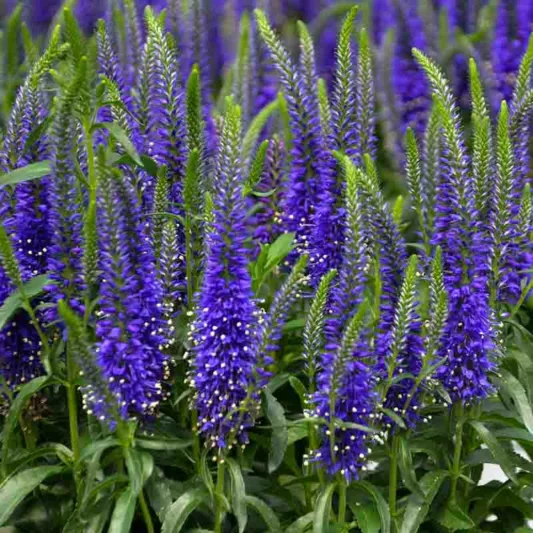 Veronica 'Wizard of Ahhs', Spike Speedwell 'Wizard of Ahhs', Blue Flowers, Blue flower spikes, Violet Flowers, Violet flower spikes