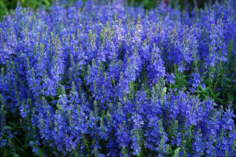 Veronica austriaca, Large, Speedwell, Austrian Speedwell, Broadleaf Speedwell, Blue Flowers, Ground covers, Blue groundcover