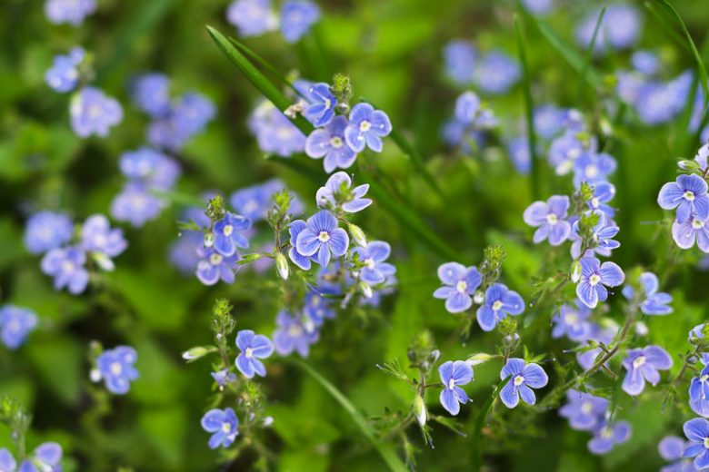 Veronica beccabunga, European Brooklime, Water Pimpernel, Becky Leaves, Cow Cress, Horse Cress, Blue Flowers, Ground covers, Blue groundcover, Pond Plants, Aquatic Plants