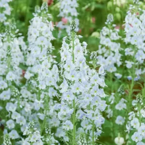 Veronica gentianoides, Gentian Speedwell, Blue Flowers, Blue Veronica, Blue Speedwell