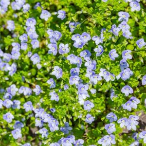 Veronica repens, Creeping Speedwell, Corsican Speedwell, Veronica reptans, Ground covers, Blue Groundcover, White Groundcover, Blue Ground cover, White Ground cover
