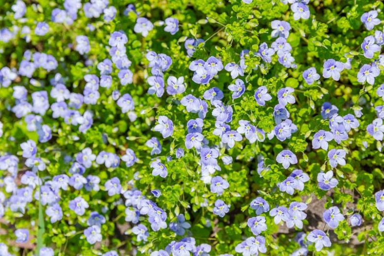 Veronica repens, Creeping Speedwell, Corsican Speedwell, Veronica reptans, Ground covers, Blue Groundcover, White Groundcover, Blue Ground cover, White Ground cover
