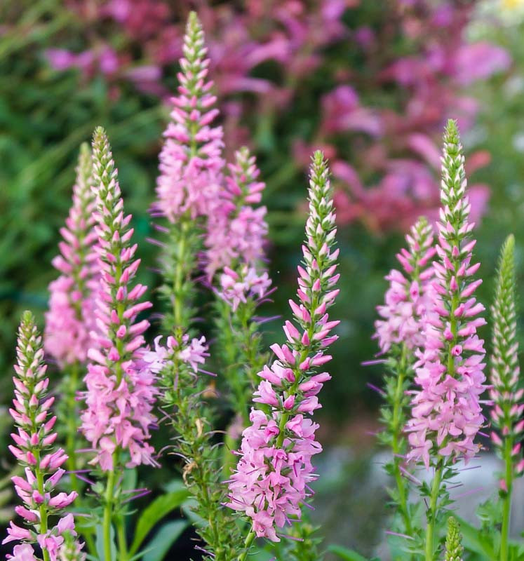 Veronica spicata 'Giles Van Hees' (Spike Speedwell)