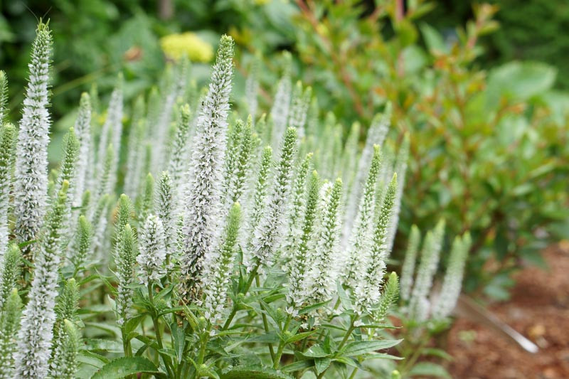 Veronica spicata Snow Candles (Spike Speedwell)