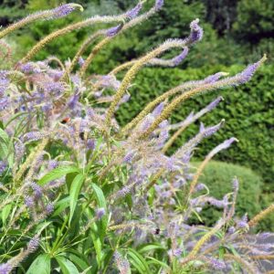 Veronicastrum Virginicum, Culver's Root, White Flowers, Lavender Flowers, Purple Flowers, Tall Flowers
