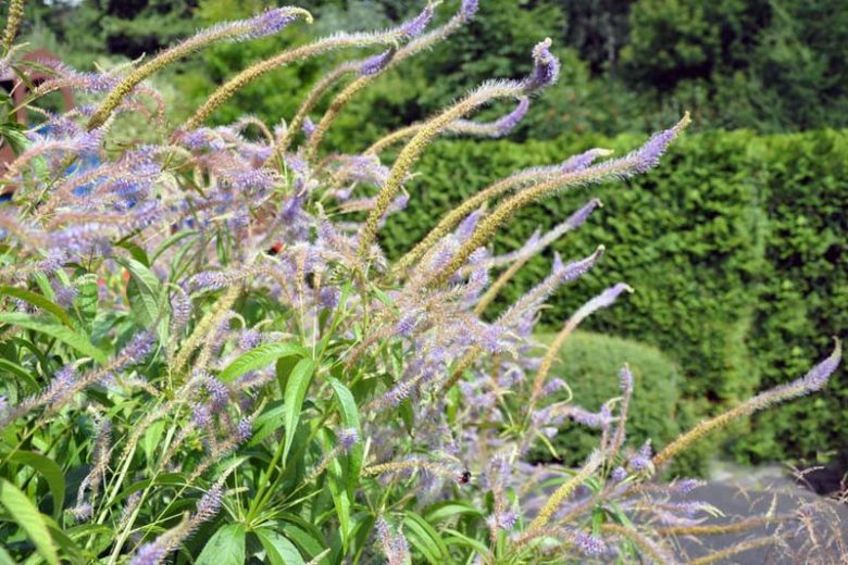 Veronicastrum Virginicum, Culver's Root, White Flowers, Lavender Flowers, Purple Flowers, Tall Flowers