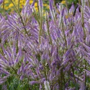 Veronicastrum Virginicum 'Lavendelturm', Culver's Root 'Lavendelturm', Lavender Flowers, Purple Flowers, Tall Flowers