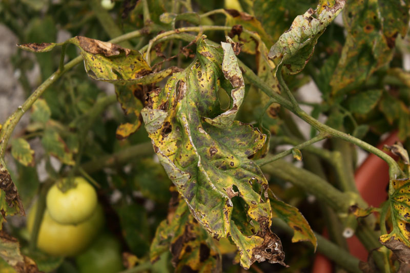 Verticillium Wilt Identify, Prevent and Treat it