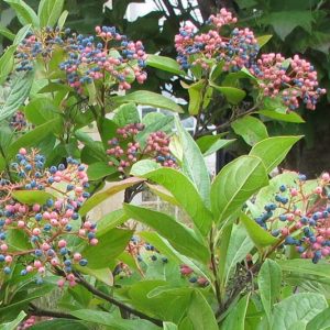 Viburnum nudum, Withe Rod, Smooth Witherod, American Withe Rod, Possumhaw Viburnum, Possumhaw, Pink berries, Blue Berries, Shrub with fall color, fall color, shrub with berries