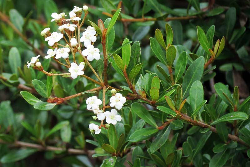 Viburnum obovatum (Walter's Viburnum)