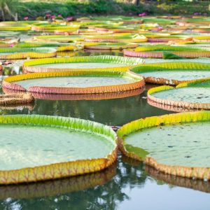 Victoria amazonica, Amazon Water Lily, Royal Water Lily, Giant Water Lily or Amazon Water-Platter