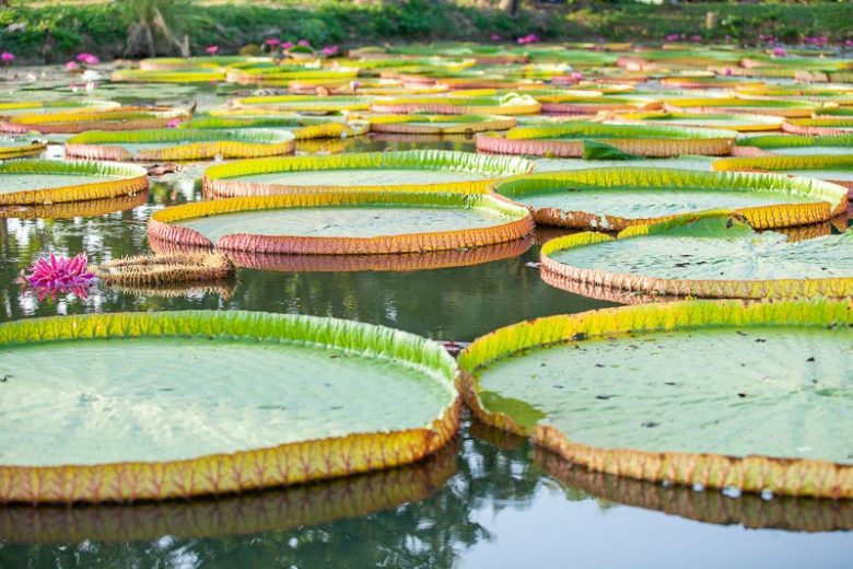 Victoria amazonica, Amazon Water Lily, Royal Water Lily, Giant Water Lily or Amazon Water-Platter