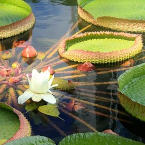 Victoria cruziana, Santa Cruz Water Lily, Amazon Water Lily, Royal Water Lily, Giant Water Lily, Amazon Water-Platter