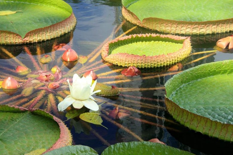 Victoria cruziana, Santa Cruz Water Lily, Amazon Water Lily, Royal Water Lily, Giant Water Lily, Amazon Water-Platter