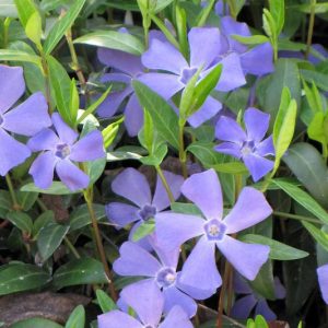 Vinca minor, Lesser Periwinkle, Dwarf Periwinkle, Creeping Myrtle, Evergreen Perennial, Evergreen Ground Cover, Evergreen Groundcover, Blue Flowers, Lavender Flowers