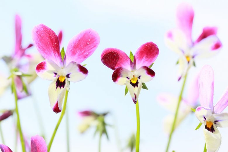 Viola 'Bunny Ears', violet flowers, pink Flowers, pansies, fragrant perennials, evergreen perennials, evergreen flowers, purple flowers, spring flowers
