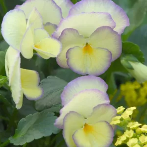 Viola 'Etain', Viola 'Helen Dillon', violet flowers, pansies, fragrant perennials, evergreen perennials, evergreen flowers, purple flowers, yellow flowers, spring flowers