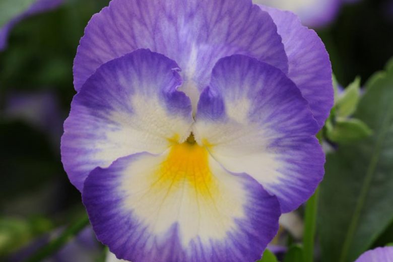 Viola 'Halo Lilac', Violet 'Halo Lilac', Perennial Pansy 'Halo Lilac', Winter Pansy 'Halo Lilac', Purple flowers, pansies, fragrant perennials, evergreen perennials, evergreen flowers, white flowers