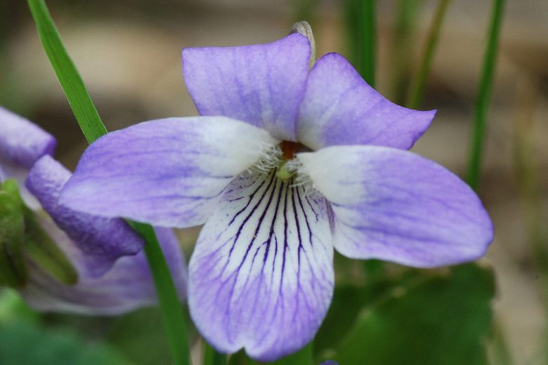 Viola affinis, Sand Violet, Pale Early Violet, Thinleaf Violet, Small Blue Violet, Shade plants, shade perennial, violet flowers, plants for shade
