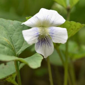 Viola blanda, Sweet White Violet, Woodland White Violet, Shade plants, shade perennial, violet flowers, plants for shade, fragrant perennials