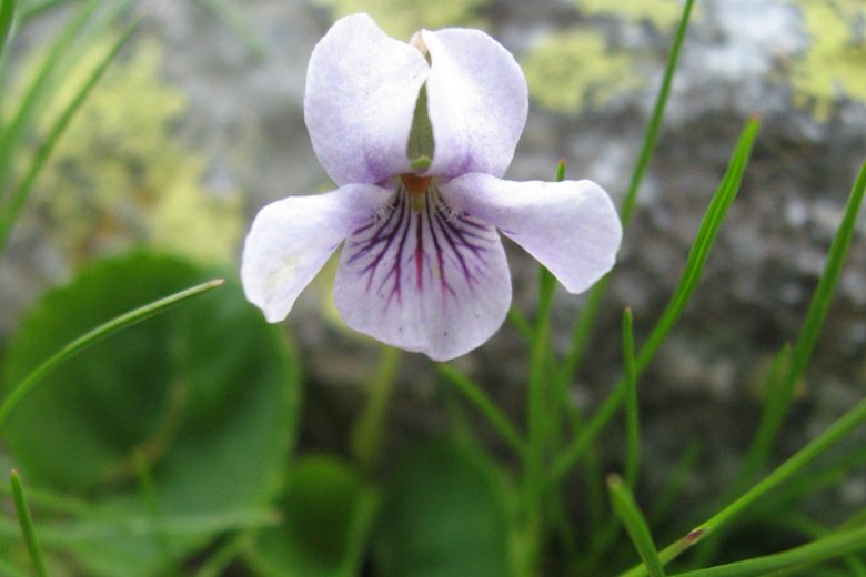 Viola palustris,Marsh Violet, Northern Marsh Violet, Alpine Marsh Violet, Shade plants, shade perennial, violet flowers, plants for shade