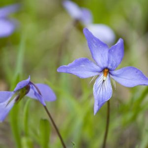 Viola pedata, Birdfoot Violet, Bird's Foot Violet, Bird-foot Violet, Shade plants, shade perennial, violet flowers, plants for shade, fragrant perennials