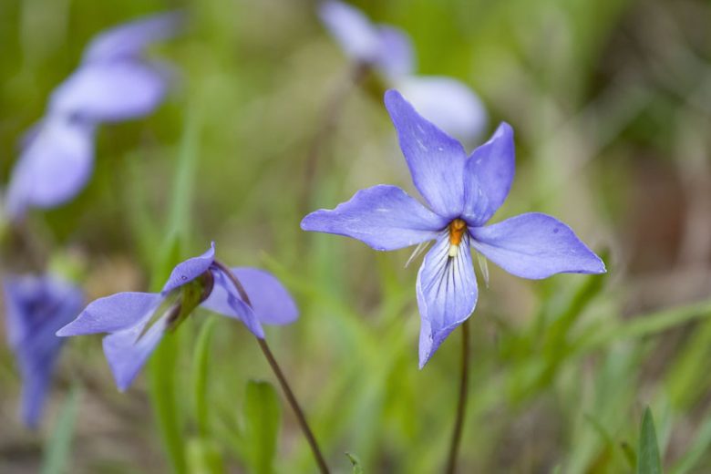 Viola pedata, Birdfoot Violet, Bird's Foot Violet, Bird-foot Violet, Shade plants, shade perennial, violet flowers, plants for shade, fragrant perennials