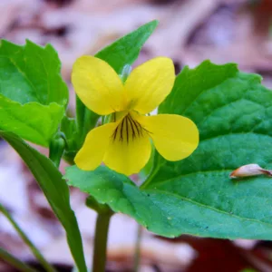 Viola pubescens, Downy Yellow Violet, Downy Violet, Hairy Yellow Violet, Yellow Violet, Common Yellow Violet, violet flowers, plants for shade, fragrant perennials