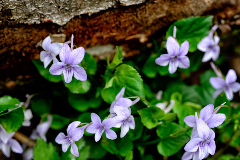 Viola rostrata (Long Spurred Violet)