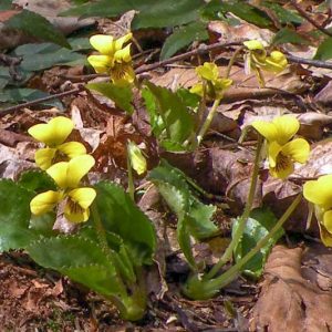 Viola rotundifolia, Eastern Round-Leaved Violet, Roundleaf Yellow Violet, Round-leaved Yellow Violet, Early Yellow Violet, Roundleaf Violet, Shade plants, shade perennial, violet flowers, plants for shade