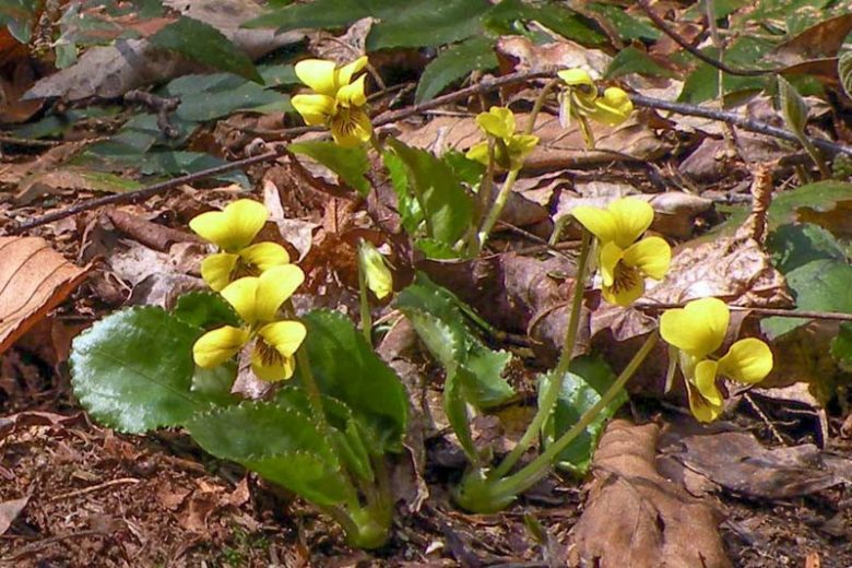 Viola rotundifolia, Eastern Round-Leaved Violet, Roundleaf Yellow Violet, Round-leaved Yellow Violet, Early Yellow Violet, Roundleaf Violet, Shade plants, shade perennial, violet flowers, plants for shade