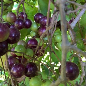 Vitis rotundifolia, Muscadine, Scuppernong Grape, Muscadinia rotundifolia, Grape Vines, Fall color, Red Leaves
