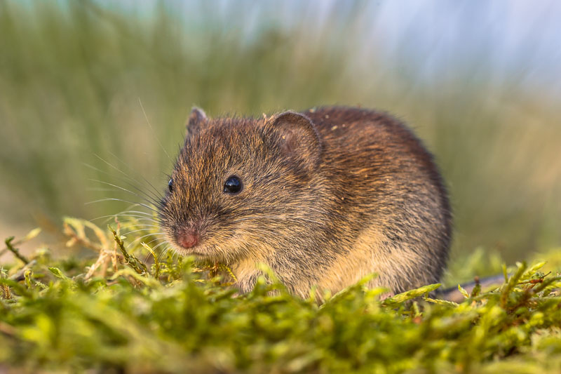 Vole Trapping kits | My Site
