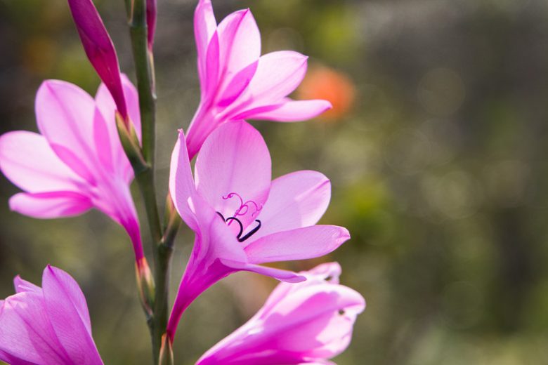 Watsonia borbonica, Pink Watsonia, Bugle Lily, Cape Bugle Lily, Pink flowers