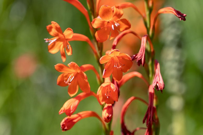 Watsonia pillansii, Beatrice Watsonia, Bugle Lily, Pillans’ Watsonia, Summer Watsonia, Orange flowers, Red Flowers