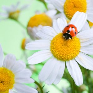 Beneficial Insects, Vegetable Garden, Ladybugs, Lacewings, Hoverflies, Beetles