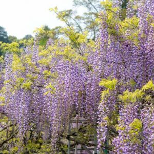 Wisteria Floribunda, Japanese Wisteria, Fragrant Vine, Purple Flowers, Lavender Flowers